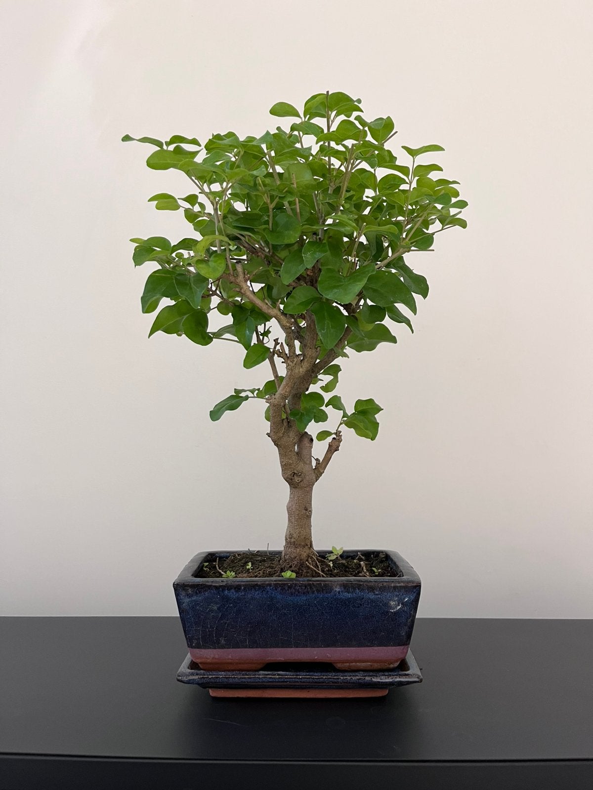 Ligustrum Bonsai, Tuin en Terras, Planten | Bomen, Ophalen
