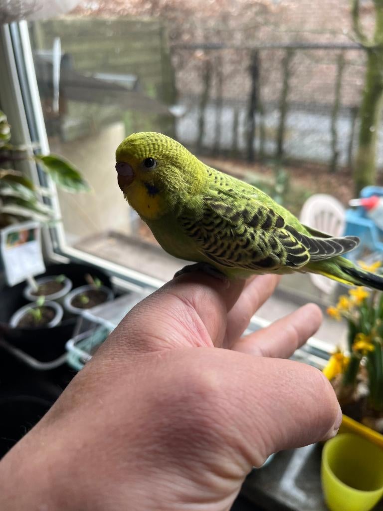 GRASPARKIET TAM, Dieren en Toebehoren, Geslacht onbekend, Parkiet, Tam