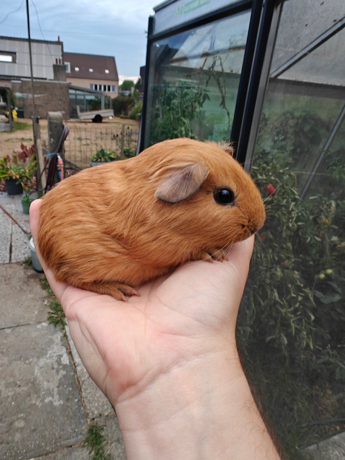 Prachtige jonge california cavia's, Dieren en Toebehoren, Knaagdieren, Cavia, Mannelijk, Juli, Tam