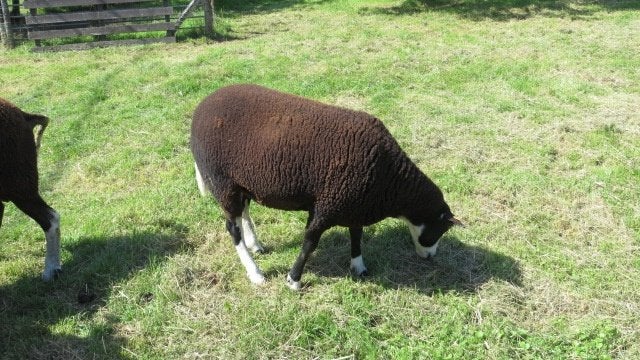 ZWARTBLESSCHAPEN, Dieren en Toebehoren, Mannelijk, Schaap, 0 tot 2 jaar