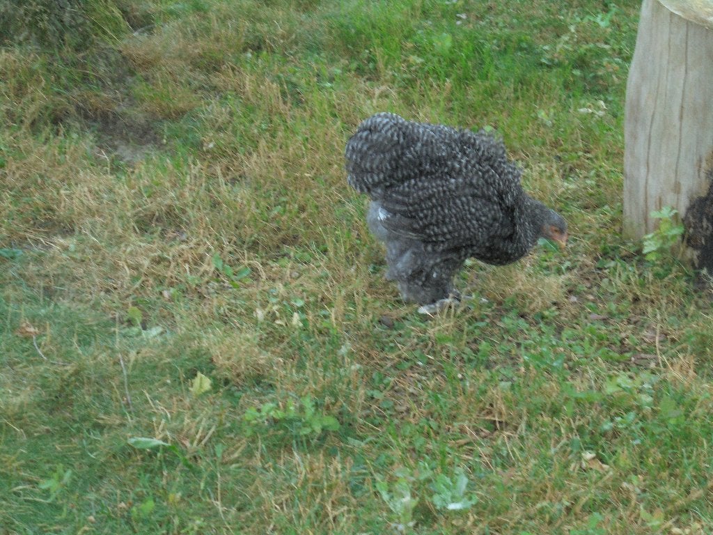 Trio Cochin Groothoender, Dieren en Toebehoren, Pluimvee, Meerdere dieren, Kip