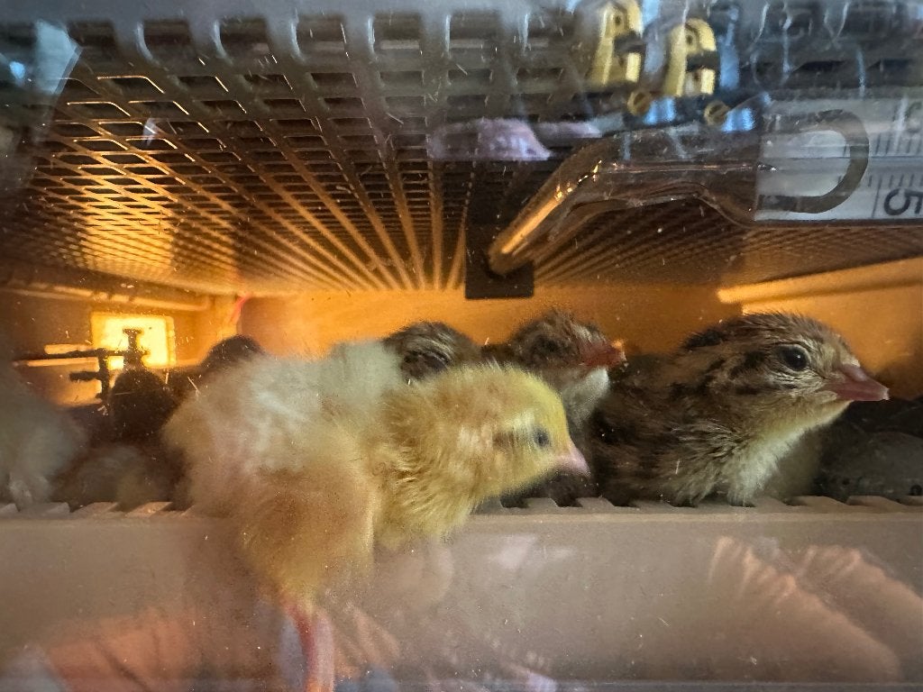 Poussins de caille, Animaux & Accessoires, Volatiles, Autres espèces, Plusieurs animaux