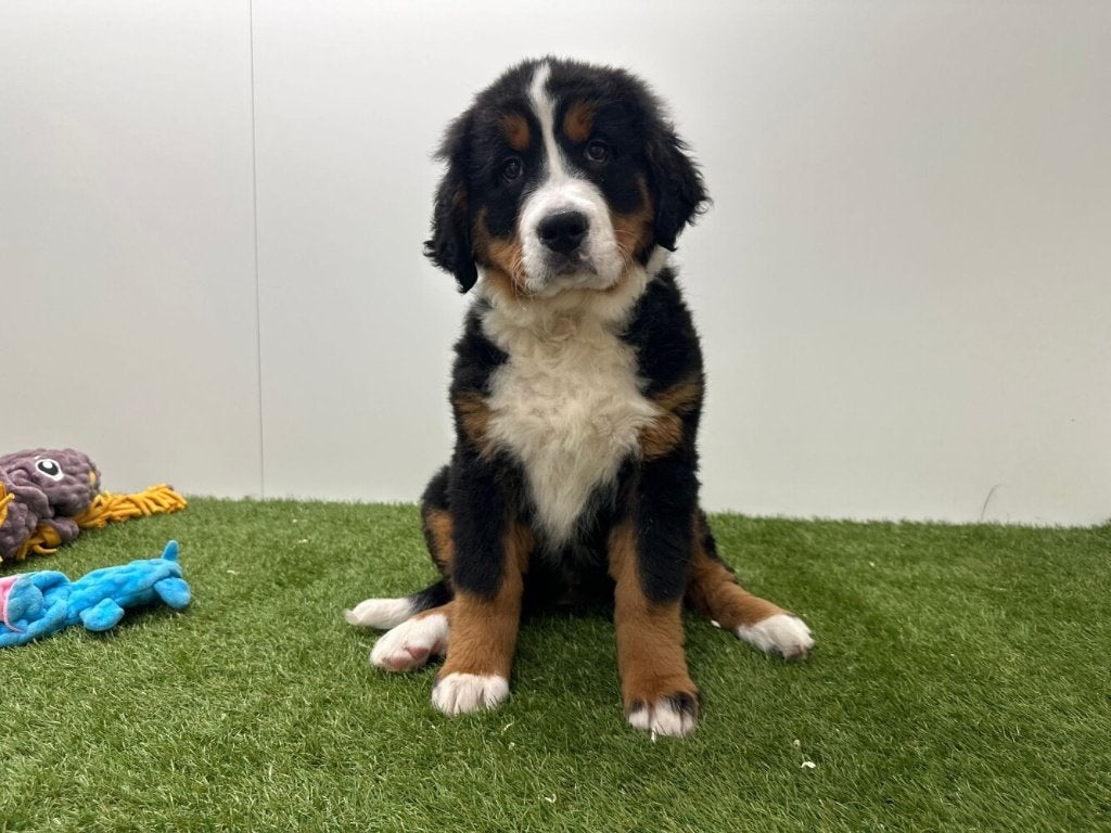 Berner Sennen pups, Parvo, België, 8 tot 15 weken, Meerdere