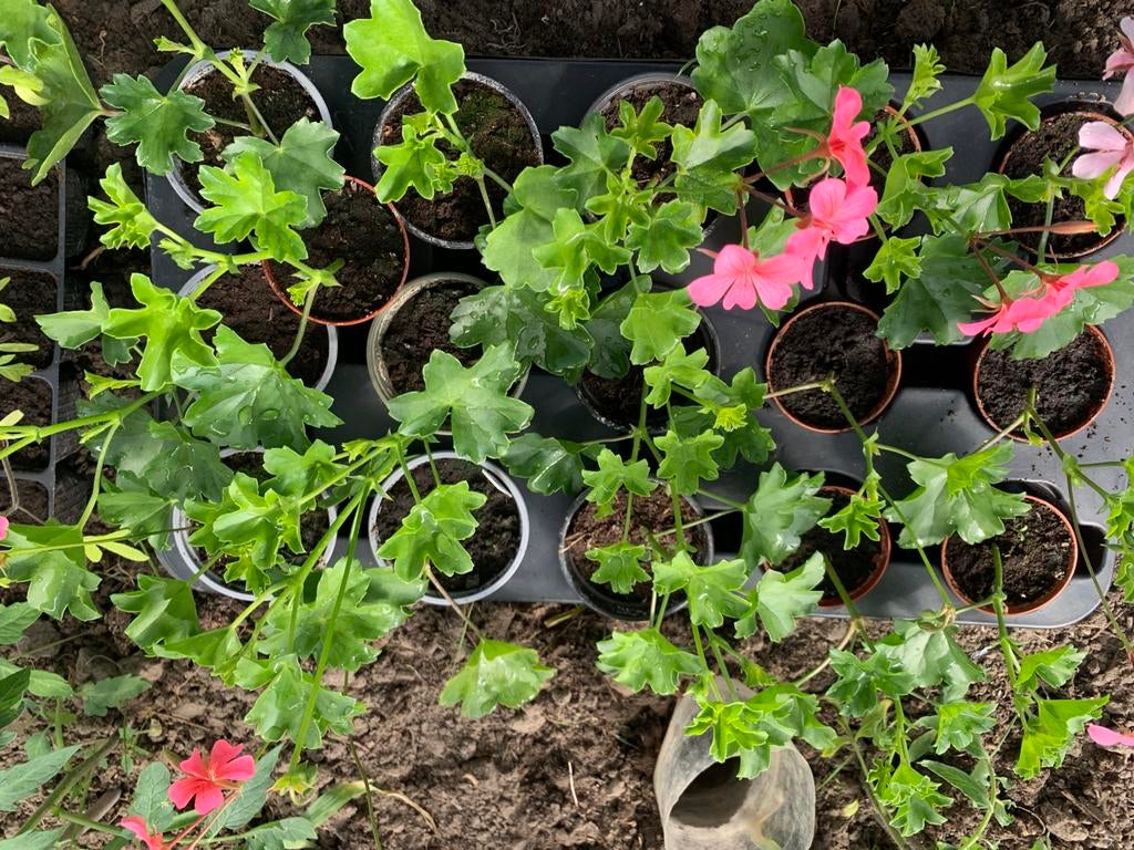 Zelf gekweekte geraniums. Roze van kleur., Tuin en Terras, Ophalen
