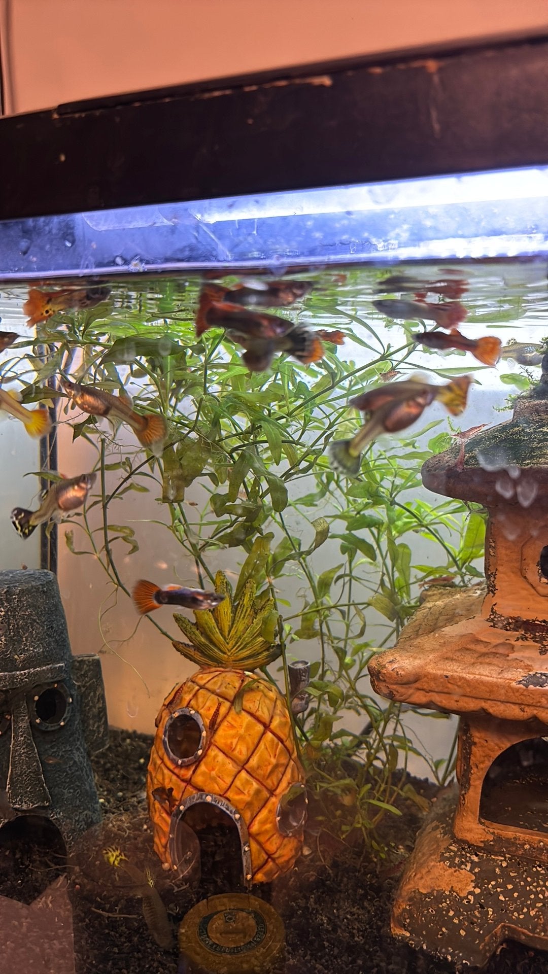 Guppies te koop, Ophalen, Zo goed als nieuw