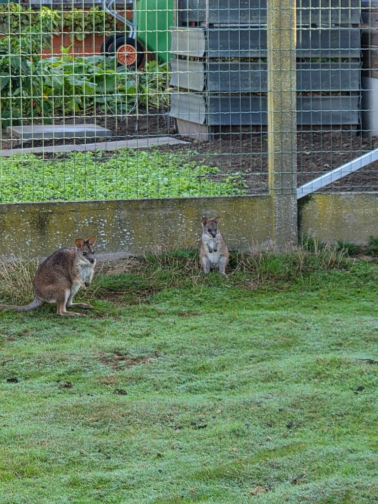 Wallaby, Mai, Mâle