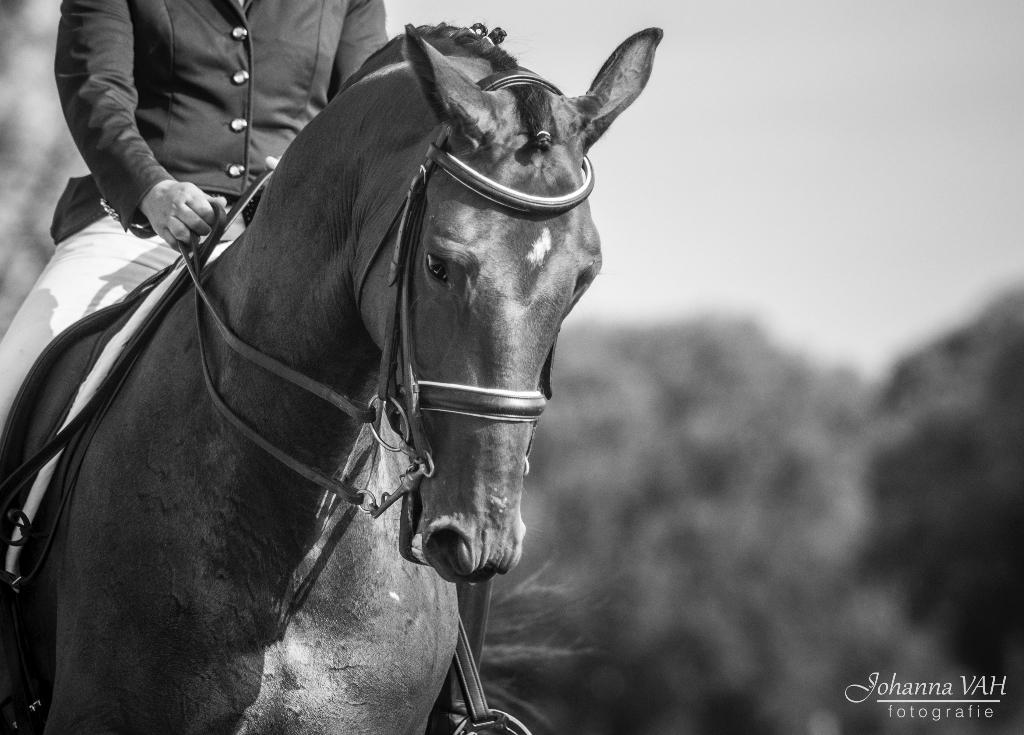 Fokmerrie dressuur, Dieren en Toebehoren, Merrie