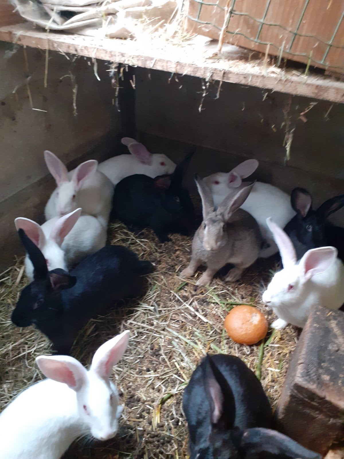 konijnen, Dieren en Toebehoren