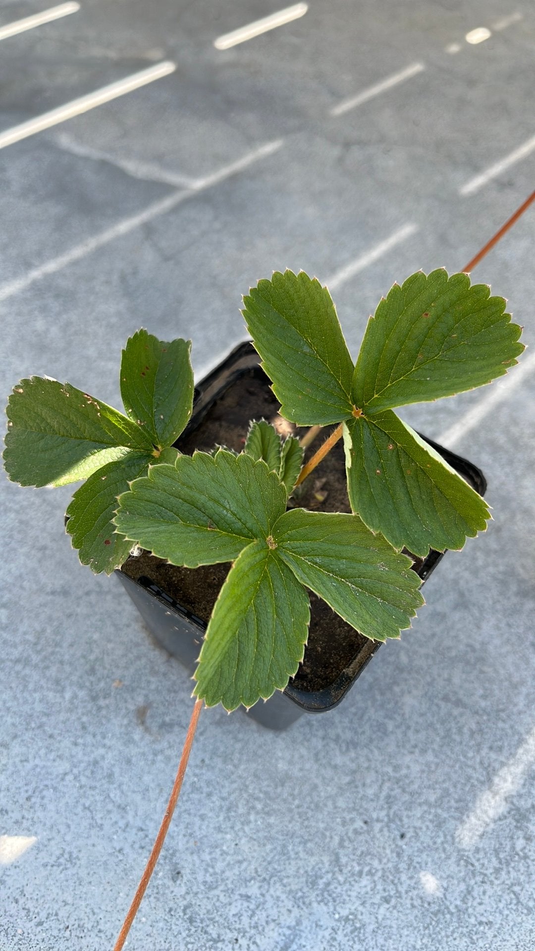 Aardbeiplantjes, Enlèvement