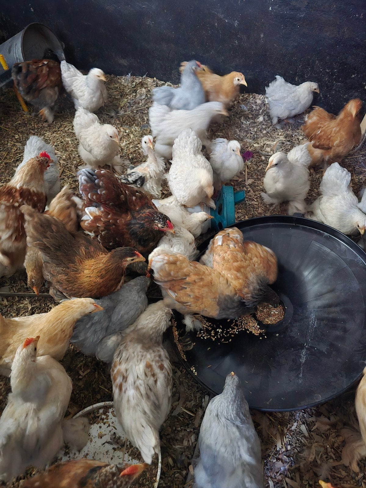 gratis cochin kriel haantjes, Plusieurs animaux, Poule ou poulet