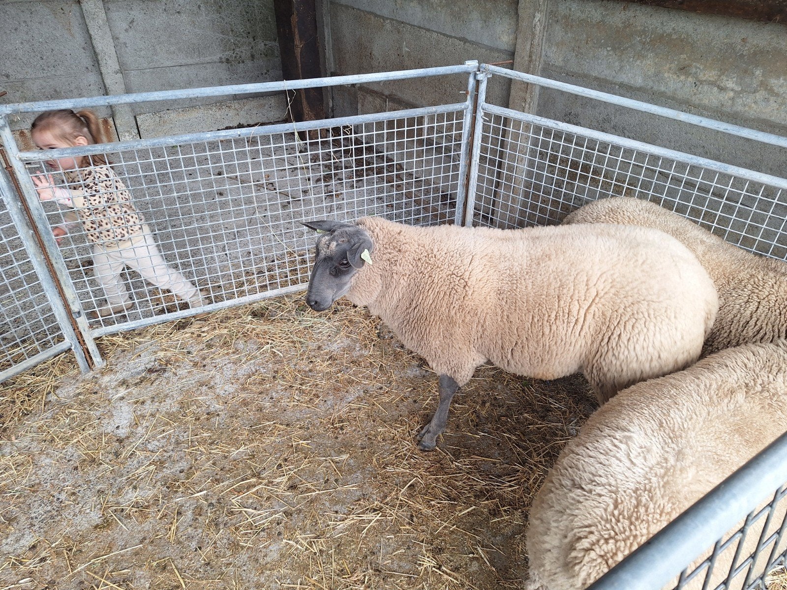 Ramlam Blue du Maine, Animaux & Accessoires, Moutons, Chèvres & Cochons