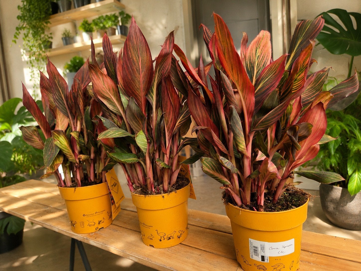 Canna 'Tropicana', Ophalen