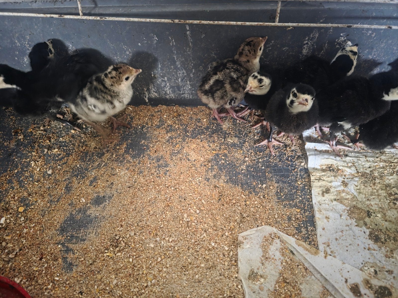 Kalkoenen en kuikens, Dieren en Toebehoren