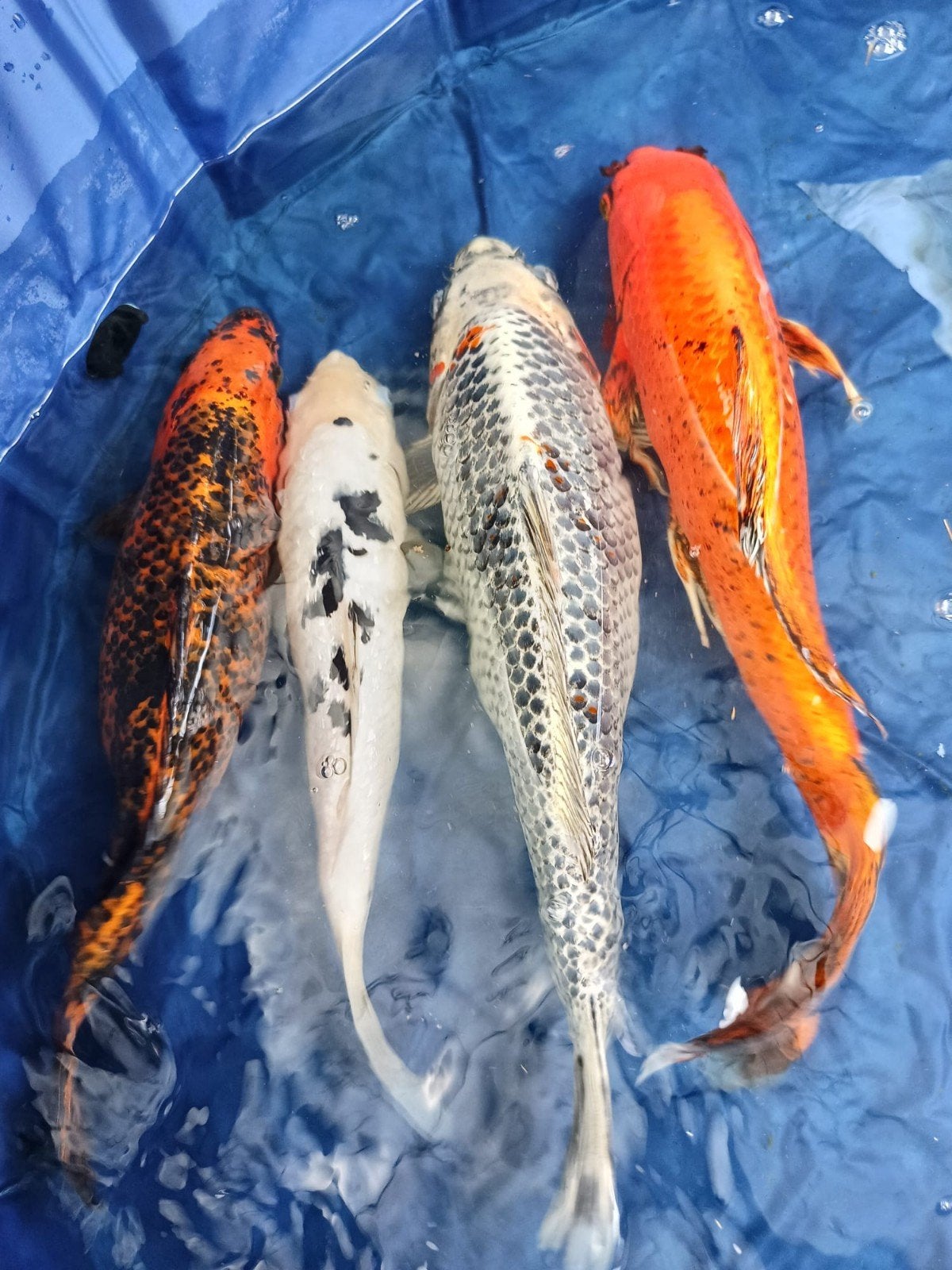 4 gezonde mooie koi, Dieren en Toebehoren, Vissen | Vijvervissen, Karper of Koi