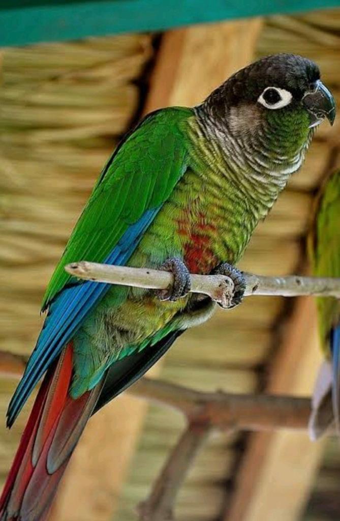 Perroquet, Animaux & Accessoires, Perroquet