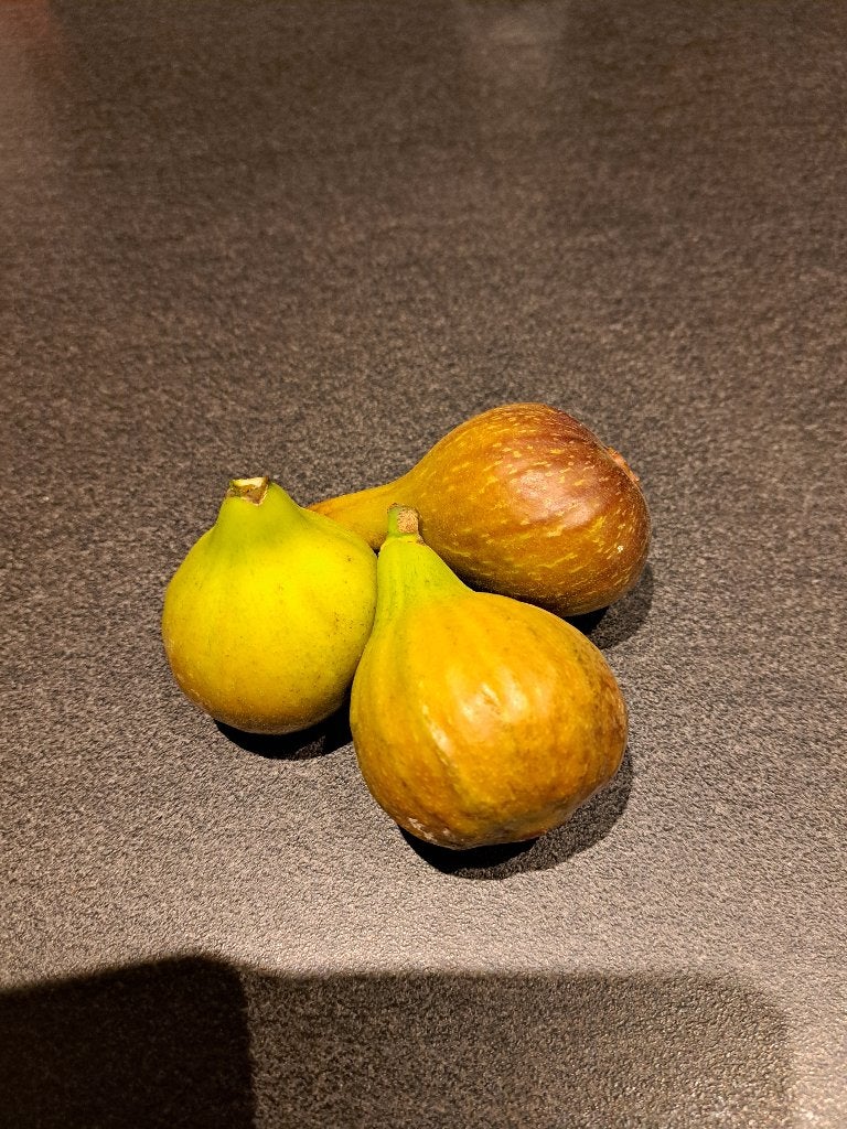 Vijgen, Tuin en Terras, Planten | Fruitbomen, Ophalen