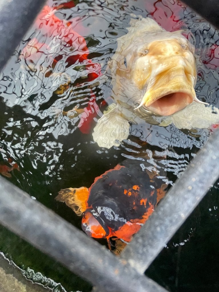 Vijvervissen, Dieren en Toebehoren, Overige soorten