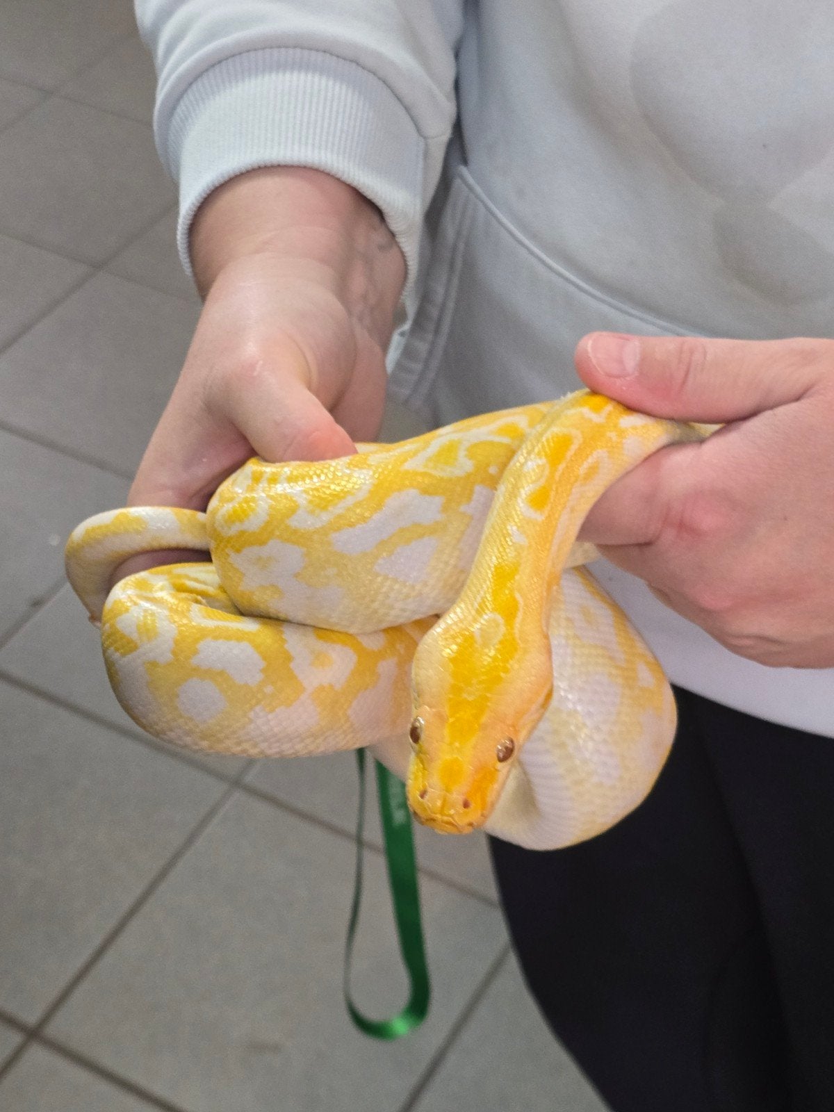 Prachtige albino Labyrinth tijgerpython (Python bivittatus), Amfibie
