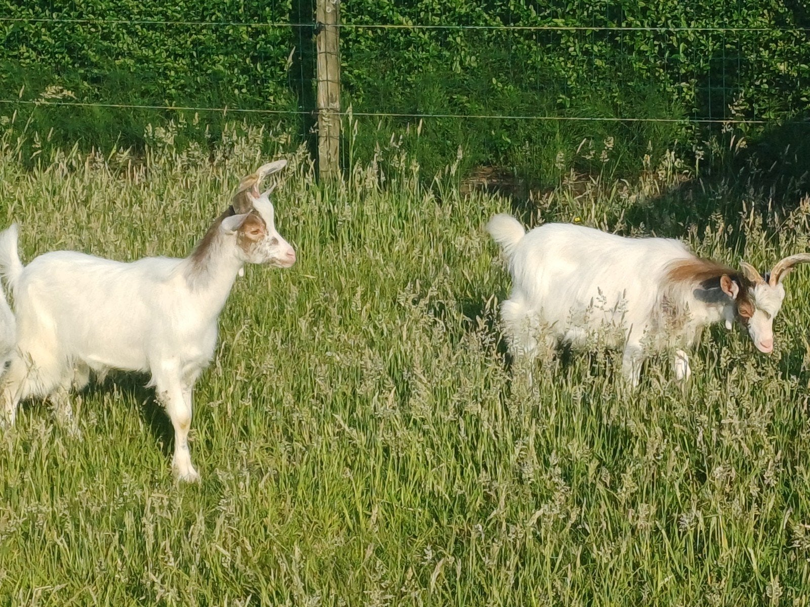 Girgentana Boklam, Dieren en Toebehoren, Mannelijk, Geit, 0 tot 2 jaar