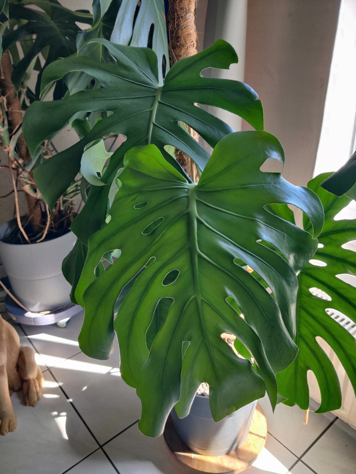 Monstera te koop, Maison & Meubles, Plantes d'intérieur, En pot, Plante à fleurs, Enlèvement, 100 à 150 cm