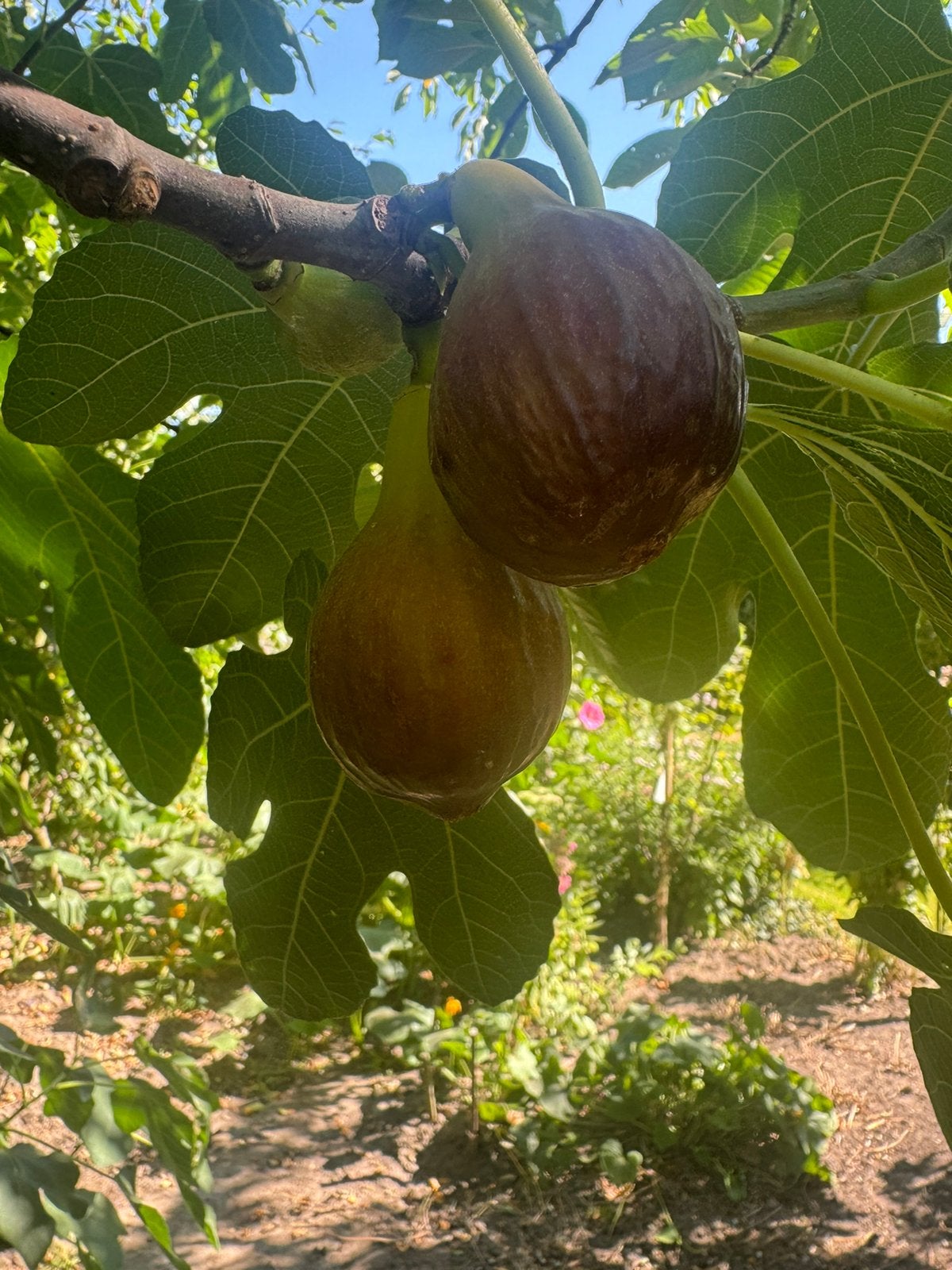 Vijgen rijp en zoet, Tuin en Terras, Planten | Fruitbomen, Ophalen
