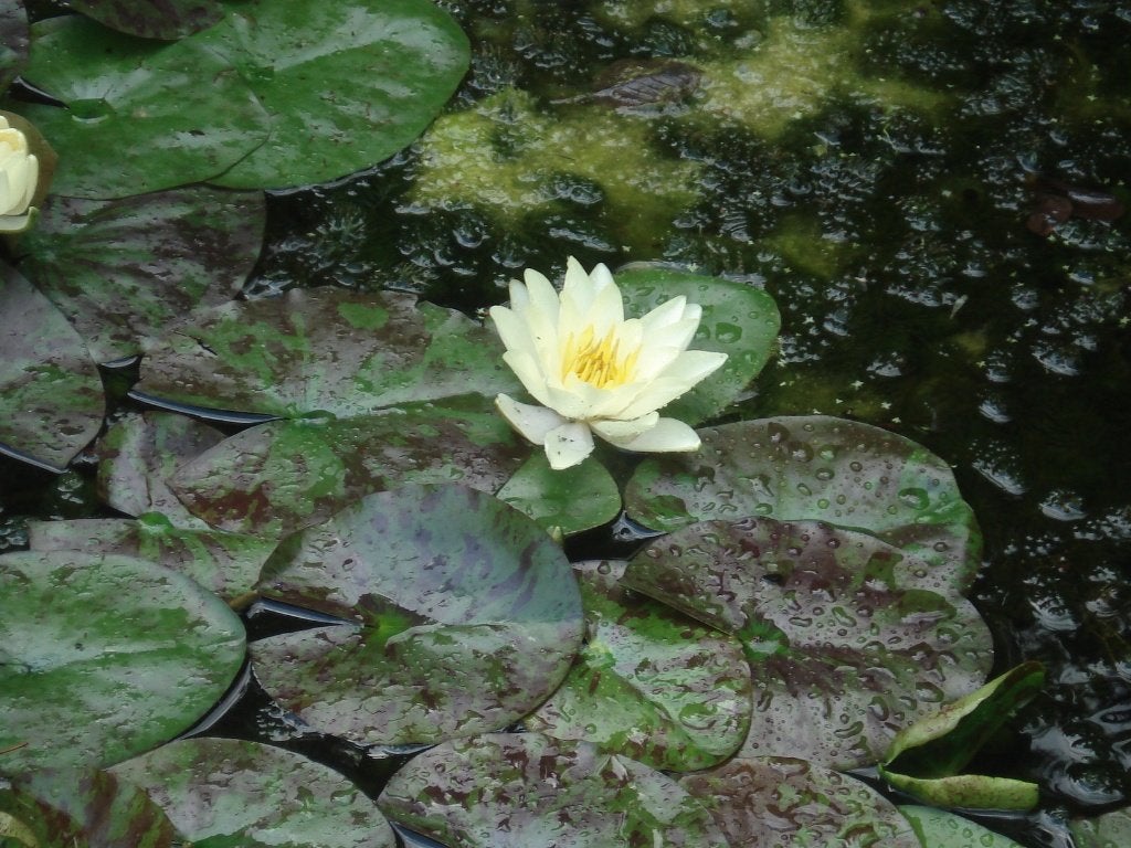 2 gele waterlelies (Nymphaea), Tuin en Terras, Ophalen