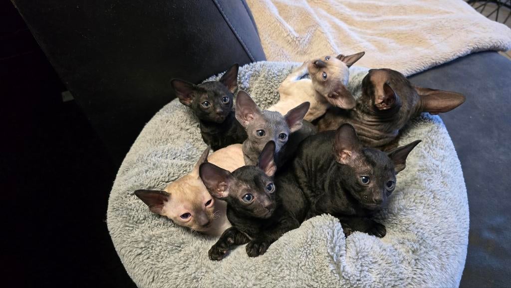 Prachtige Cornish Rex Kittens (Hobbykweek), Dieren en Toebehoren, Katten en Kittens | Raskatten | Korthaar, Meerdere dieren, Gechipt