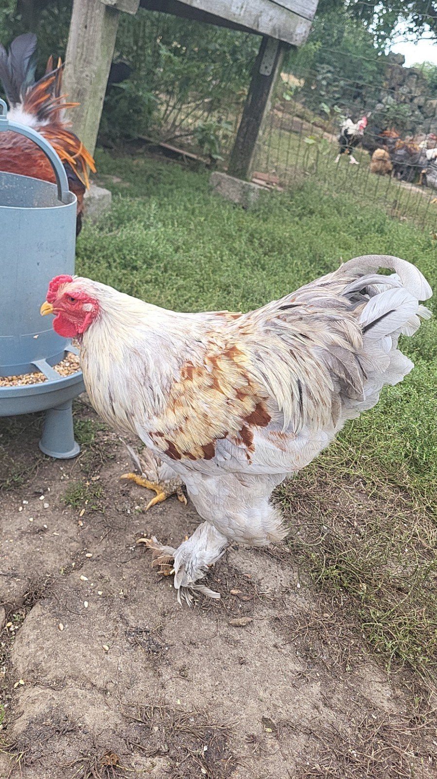coq brahma naine perdrix argenté épaules rouge, Animaux & Accessoires