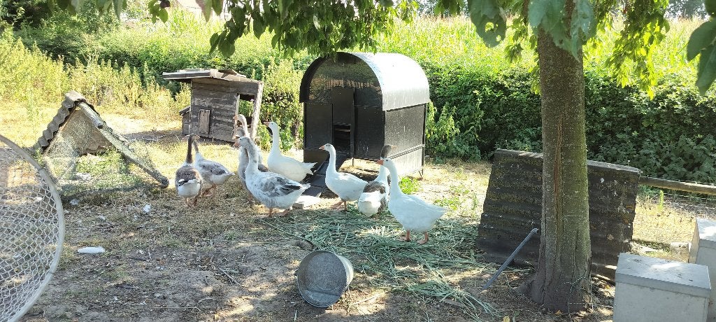 Ganzen te koop, Dieren en Toebehoren, Pluimvee, Meerdere dieren, Gans of Zwaan