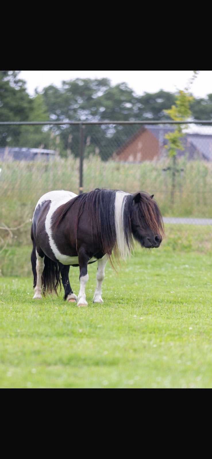 Zwartbonte merrie, Dieren en Toebehoren, Merrie