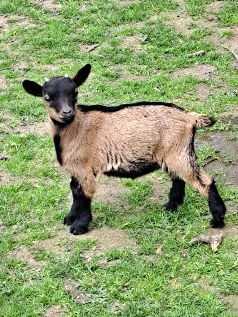 Geitjenbokjes, Dieren en Toebehoren, Schapen, Geiten en Varkens, Mannelijk, Geit, 0 tot 2 jaar