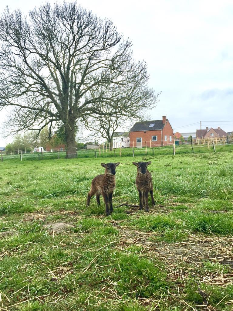 Soay lammetjes, Dieren en Toebehoren, Mannelijk, Schaap, 0 tot 2 jaar