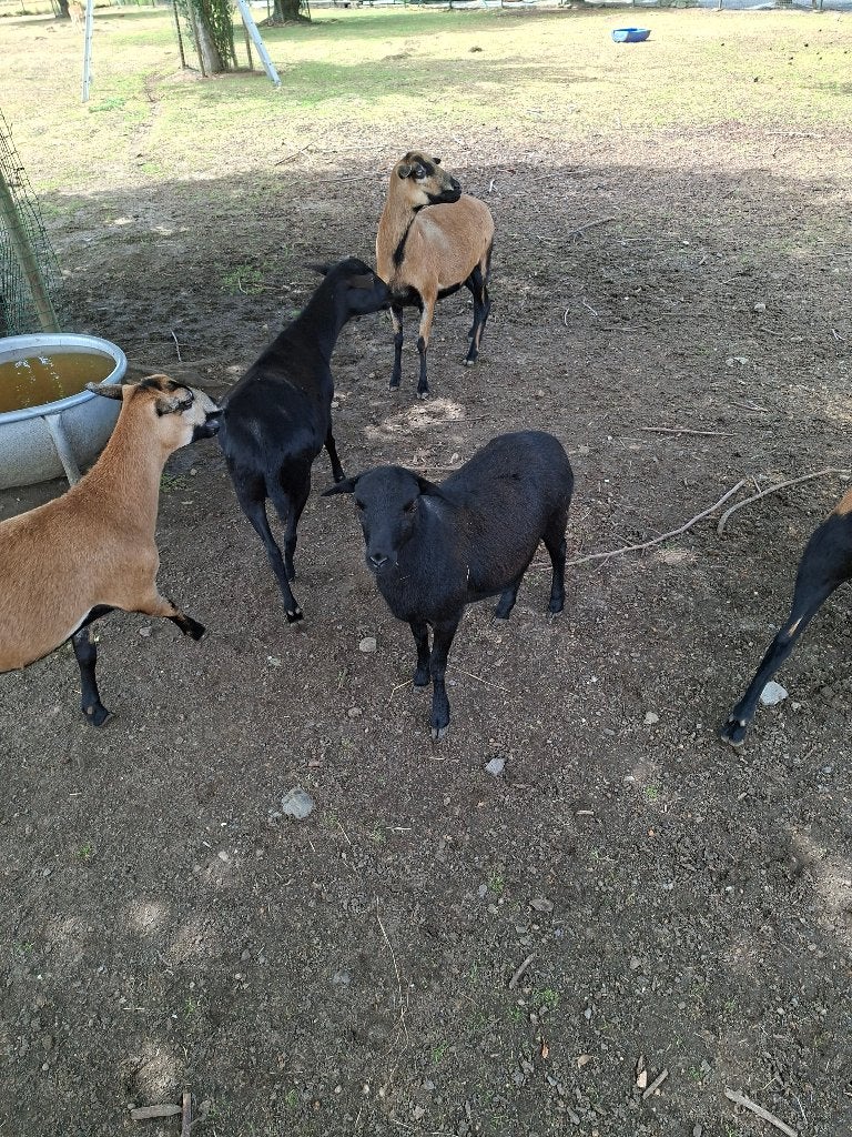 KAMEROENSE SCHAAPJE, Animaux & Accessoires, Moutons, Chèvres & Cochons, Femelle, Mouton, 0 à 2 ans