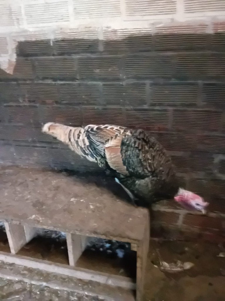 Zeer mooi koppel patrijs kleur kalkoen, Dieren en Toebehoren, Meerdere dieren, Kalkoen