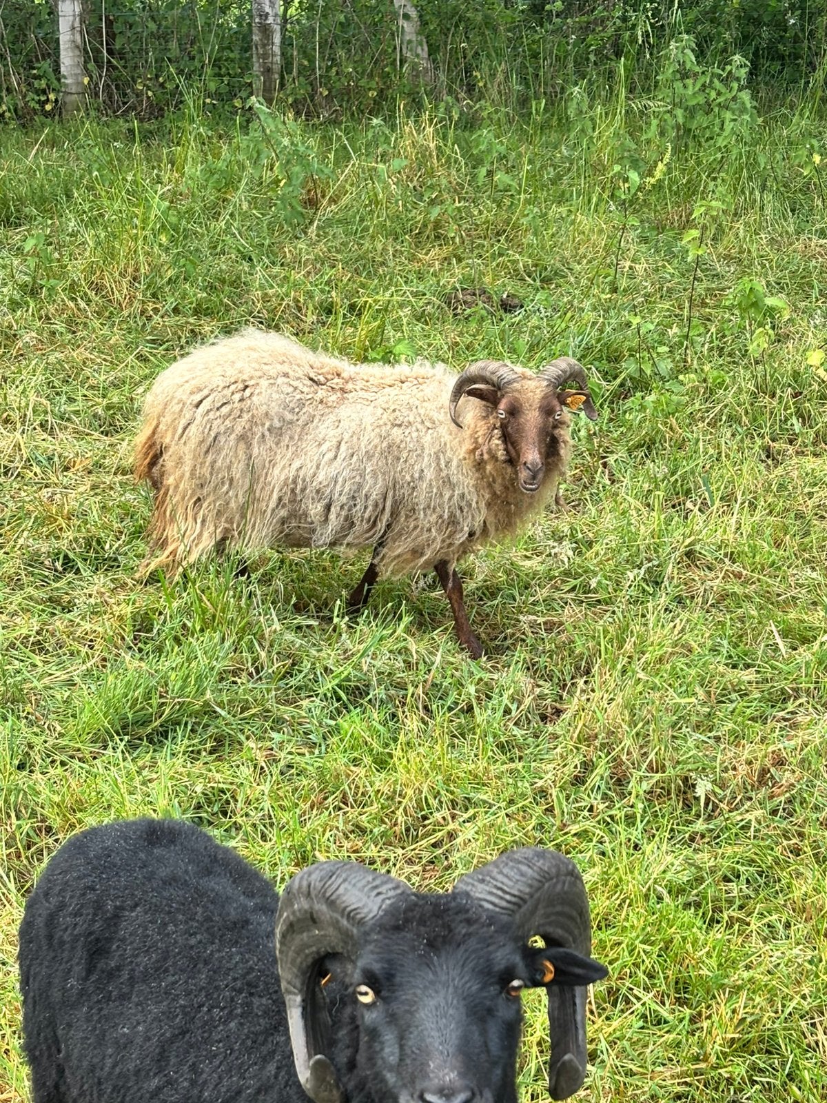 Ouessant schapen, Dieren en Toebehoren, Meerdere dieren, Schaap