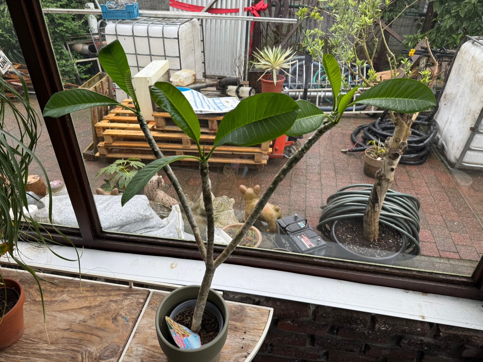 Plumeria rood geel, Enlèvement