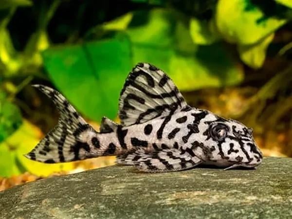 L236 sw, Dieren en Toebehoren, Vissen | Aquariumvissen