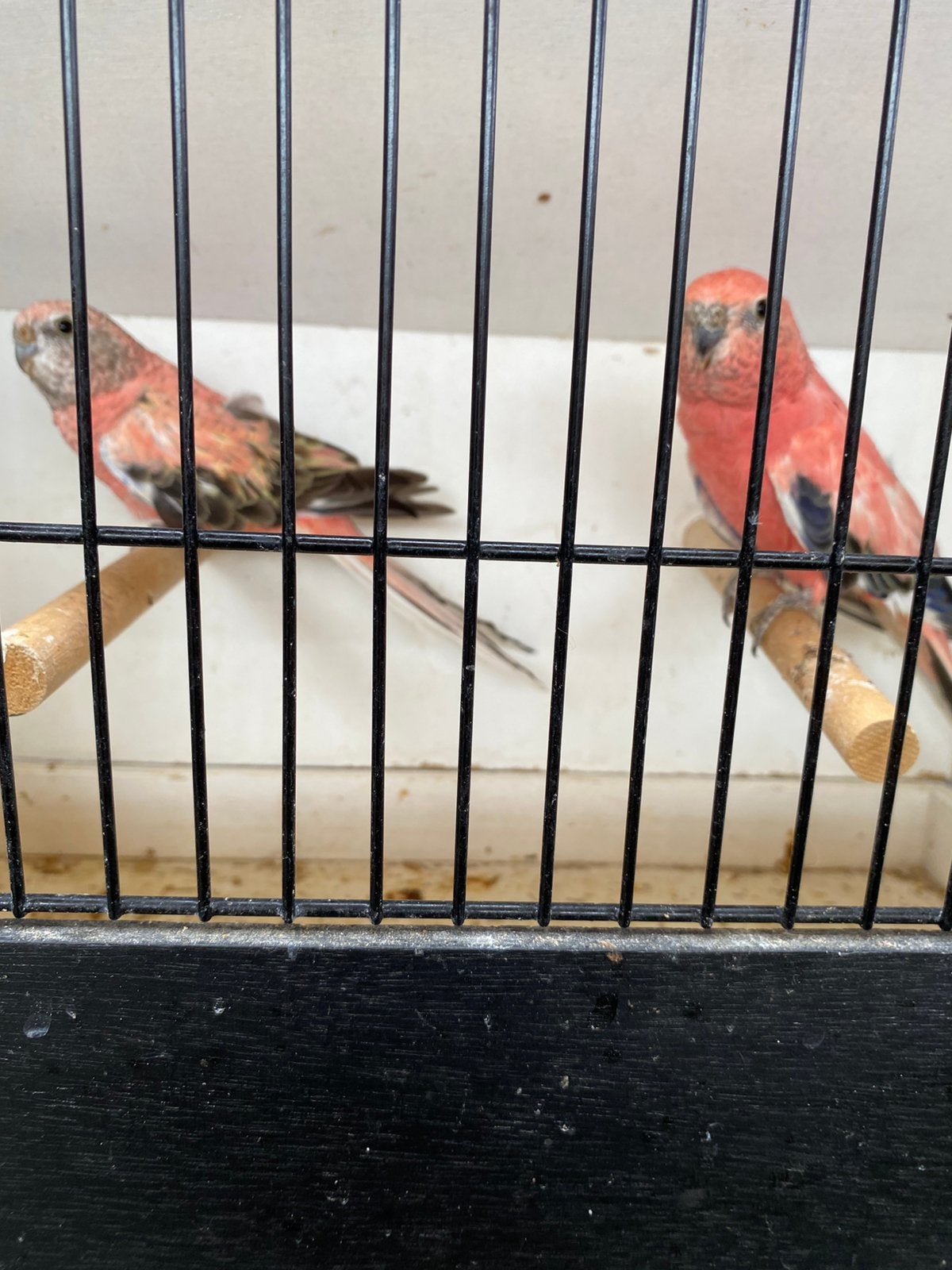 Couple Perruches de Bourke, Animaux & Accessoires
