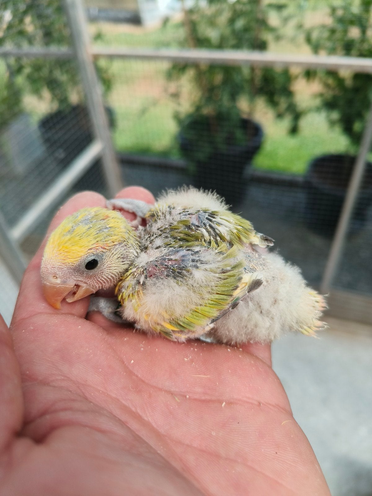 Jonge roseicolli agapornis, Domestique