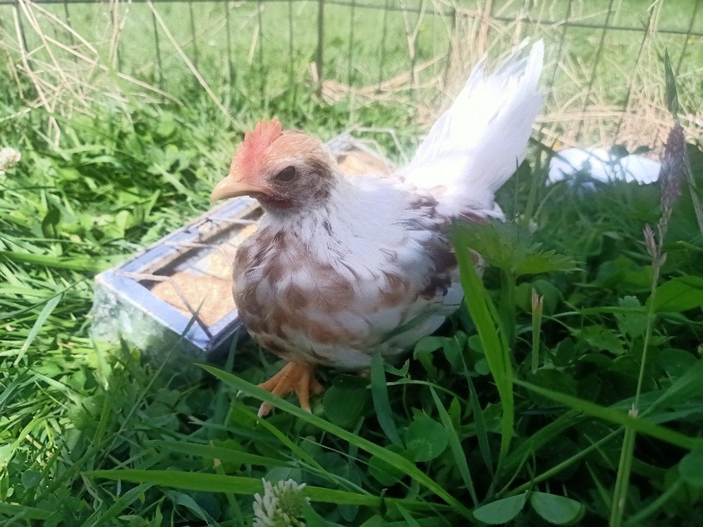 Serama/chabo haantjes, Dieren en Toebehoren, Pluimvee