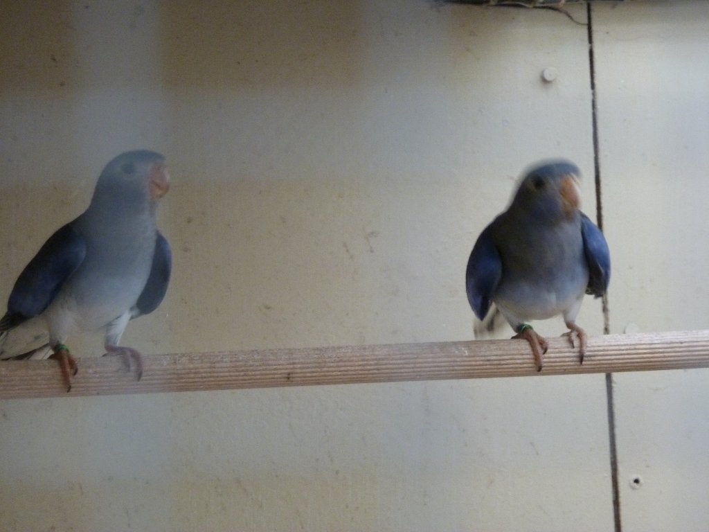 violet witborst blauw splendids, Dieren en Toebehoren, Meerdere dieren, Parkiet
