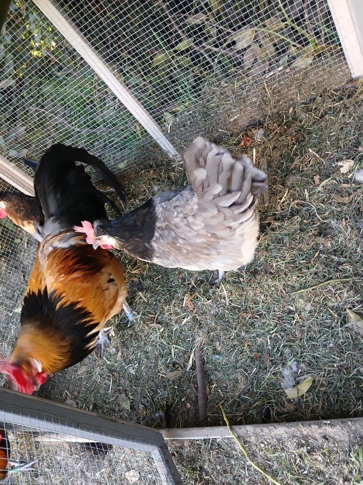 6 broedeieren Brabants hoen, Dieren en Toebehoren, Pluimvee