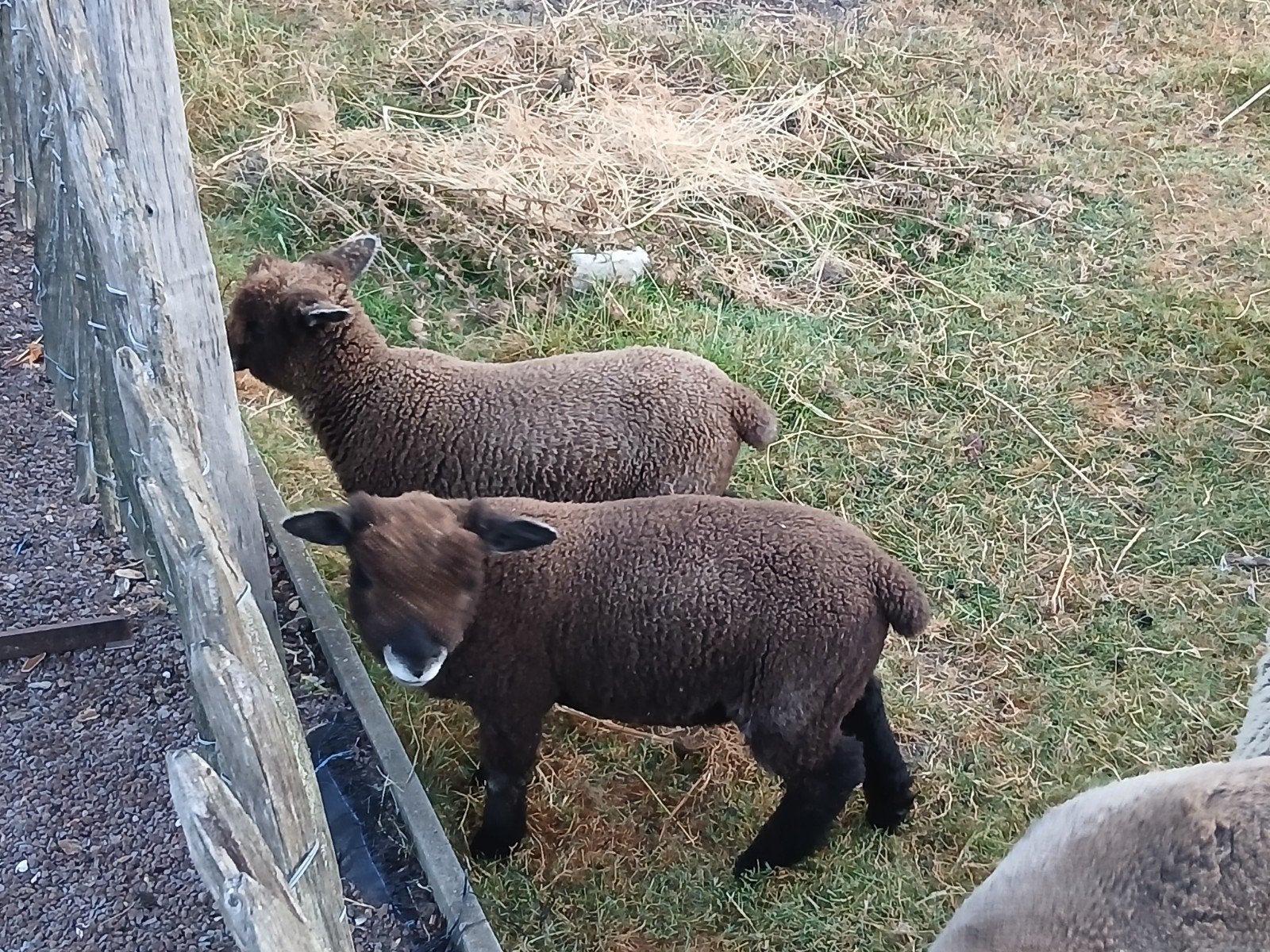 agneaux de Ryeland, Animaux & Accessoires, Mâle, Mouton, 0 à 2 ans