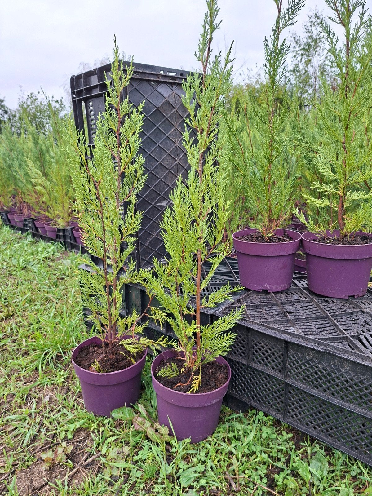 haie de leylandii., Enlèvement, Conifère, Haie