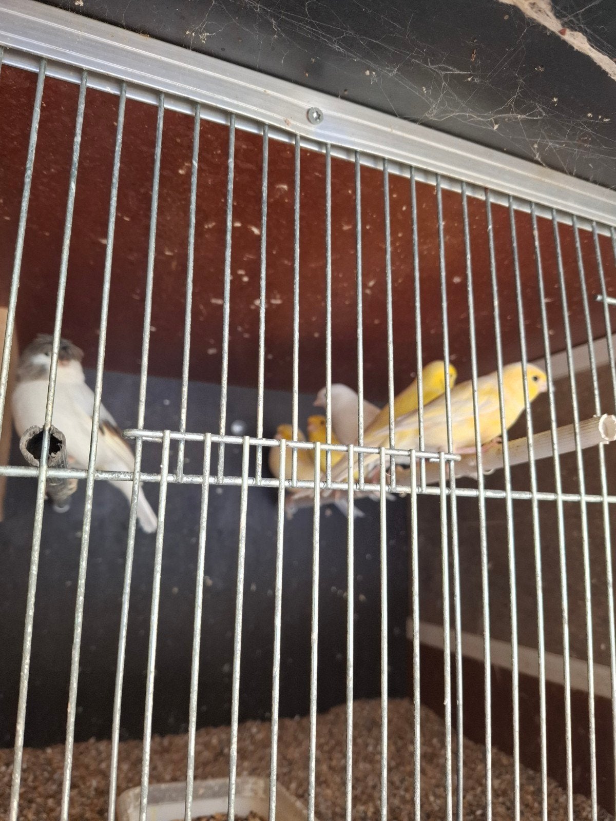 2 glosters poppen, Animaux & Accessoires, Oiseaux | Canaris, Femelle