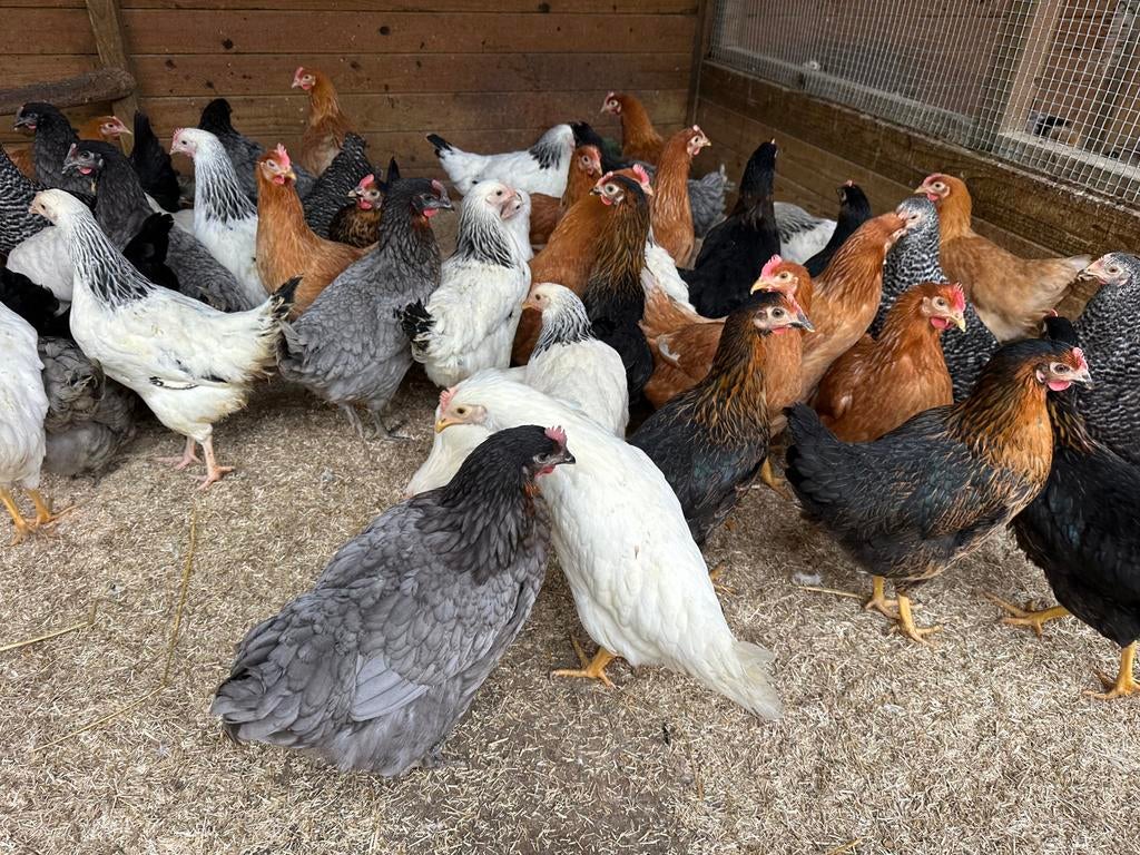 Kippen te koop op paasmaandag