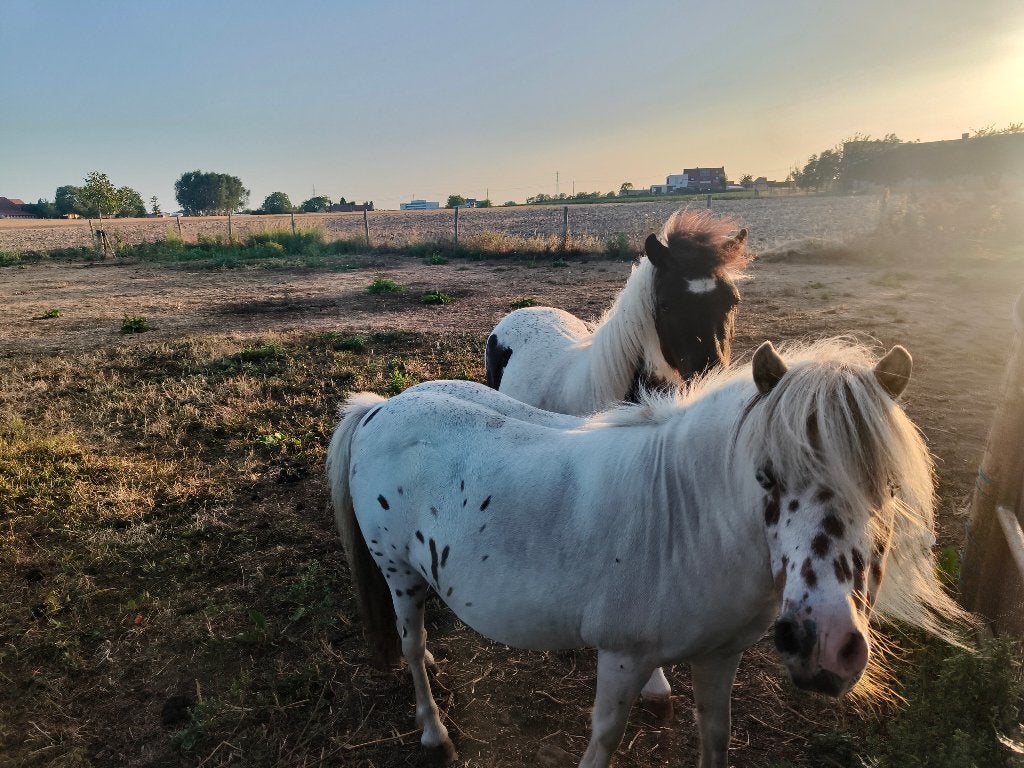 Pony's, Dieren en Toebehoren, Merrie, Niet van toepassing, Gechipt, A pony (tot 1.17m)