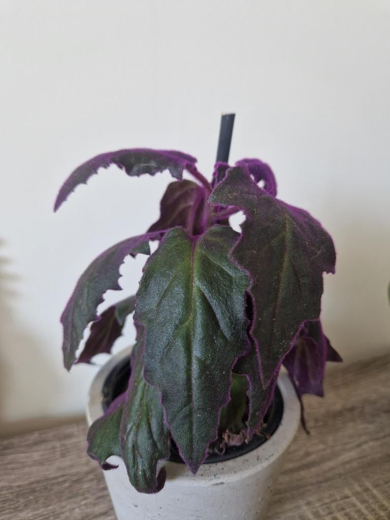 Fluweelplant zoekt nieuwe thuis, Ophalen