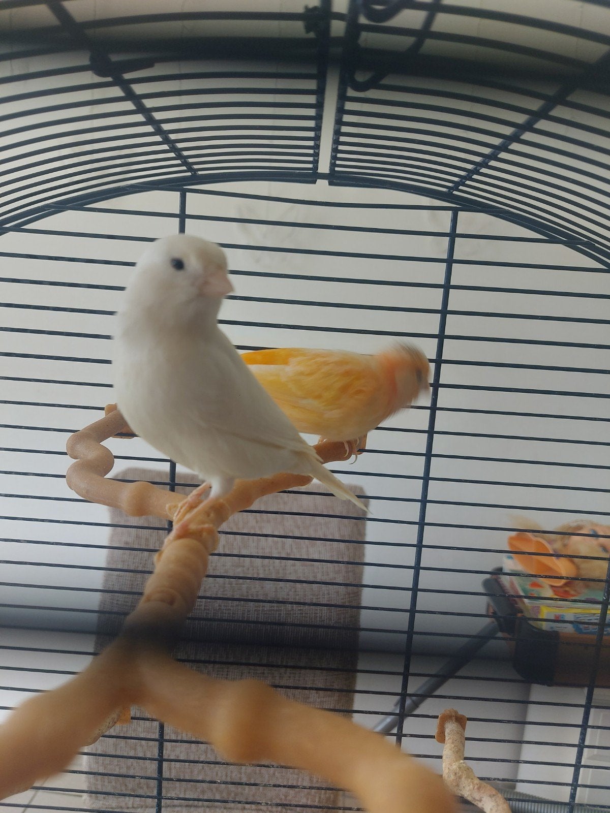 Kanarie Canari كناري, Animaux & Accessoires, Oiseaux | Canaris
