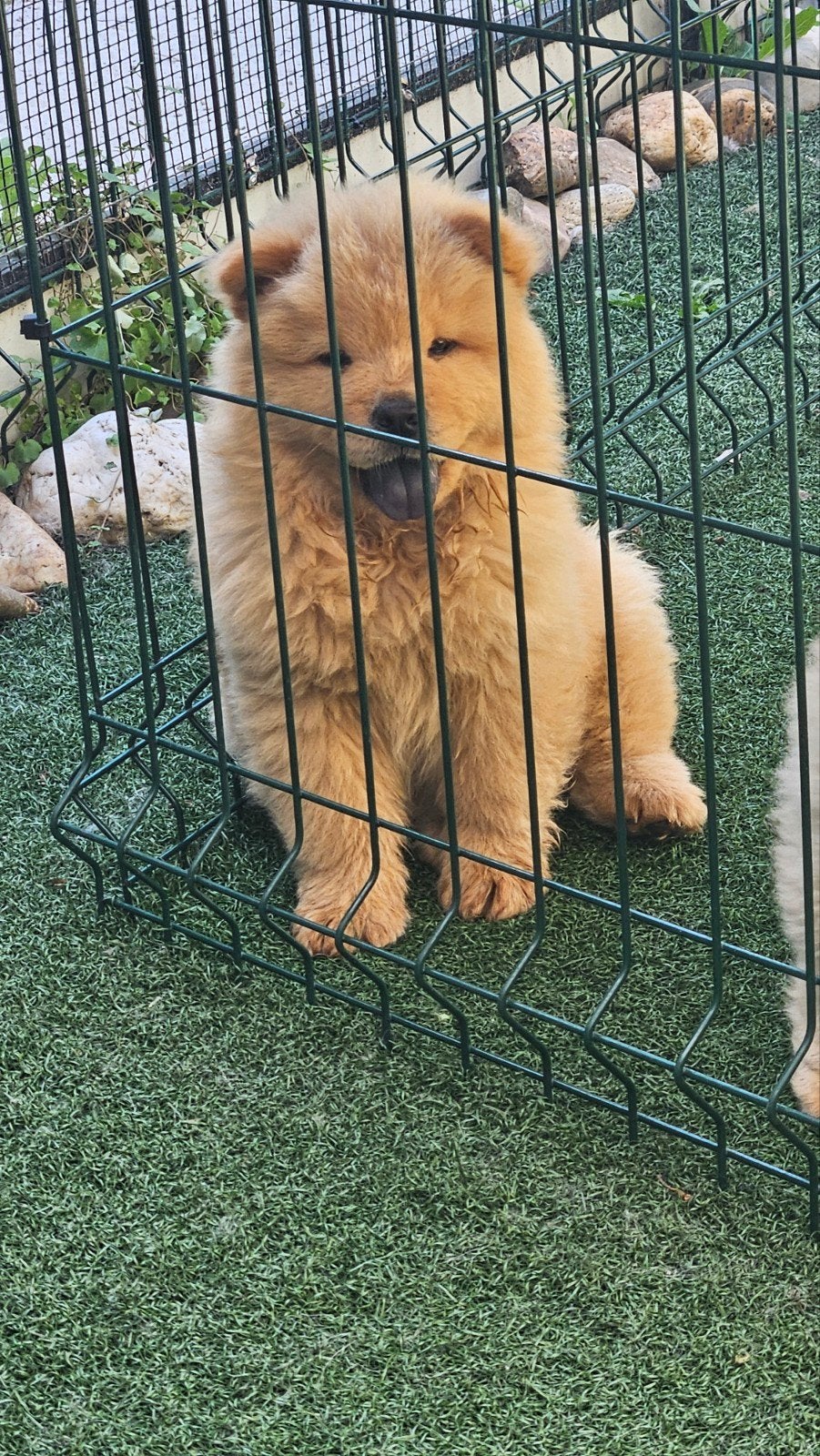 Très beau chiot chow-chow beige, Belgique, 8 à 15 semaines, Éleveur | Loisir, Un chien
